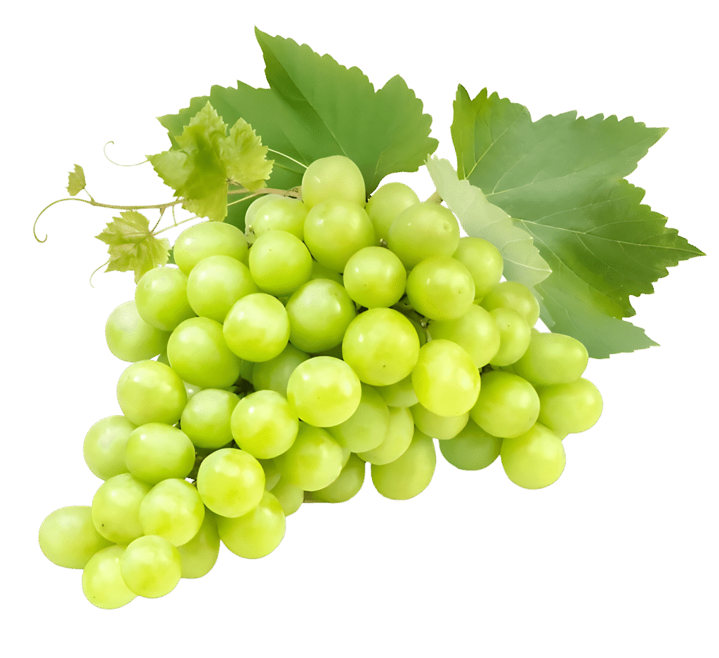 WHITE SEEDLESS GRAPES Nile harvest