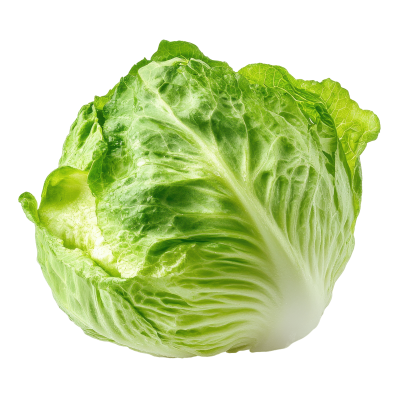 Iceberg Lettuce Nile-harvest