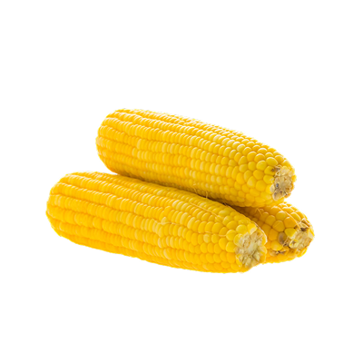 Sweet Corn Nile-harvest