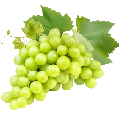 WHITE SEEDLESS GRAPES Nile-harvest