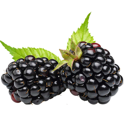 blackberries Nile-harvest