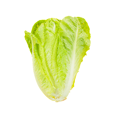 lettuce Nile-harvest